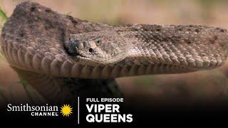 Viper Queens  Full Episode | Smithsonian Channel