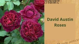 Planting David Austin Munsteadwood and  Roses