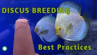 Discus Breeding Best Practices | Tips To Keep Your Discus Pair Happy