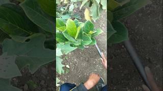 Let's water the jackfruit plant #nature #farming #jackfruitplant #shorts