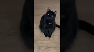 ПОСТОЯННО ГОЛОДНЫЙ КОТОЗАВР 
