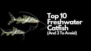 Top 10 Freshwater Catfish  (And 3 To Avoid)