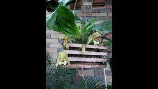 Coelogyne celebensis