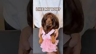 known for the bob #minidachshund #dachshundpuppy #dachshund #cutedog #funnydog #subscribe #cute #dog