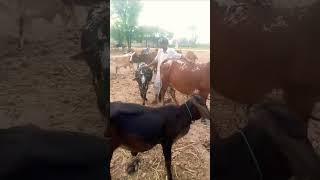 Mohammad Dilshad Pardesi .. #village #mohamed #salalah 