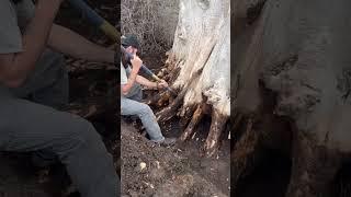 Giant tree stump removal. Step 1: DIG