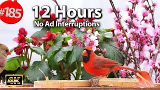 Video for Cats to Watch  Best of Uninterrupted CatTV  12 Hour Compilation of Birds @LensMyth