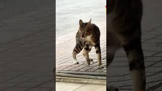 Cute Cat Is Excited To Invite You To Fight