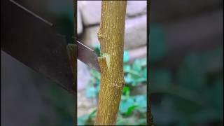 How to graft fruit plants easy grafting,How to graft fruit plants grafting techniques,