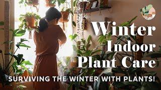 Winter Houseplant Care Tips I Gardening Plant Care Routine For Winter