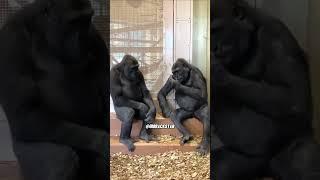 Two Monkeys Talking! - RxCKSTxR Comedy Voiceover!