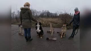 Дрессировка бернского зенненхунда и овчарки