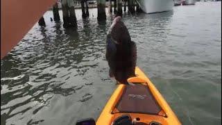 Targeting Tautog On My Kayak - Kayak Fishing In Ocean City Maryland #tautog #fishing #kayakfishing