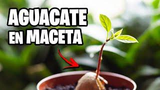 ¿AGUACATE en MACETA?  TOP 5 CUIDADOS y CONSEJOS | La Huerta de Ivan