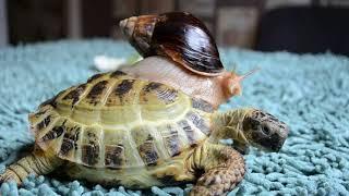 Гонки черепахи и улитки /  Turtle and snail racing / улитка верхом на черепахе / ручной воробей