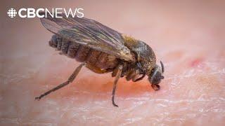 It’s blackfly season — here’s what you need to know to avoid bites