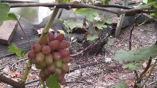 Сорт винограду "Богема" - сезон 2022 # Grape variety "Bohema" - season 2022