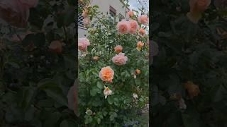 Roses the queen of all flowers.#roses #flowerqueen #june2025