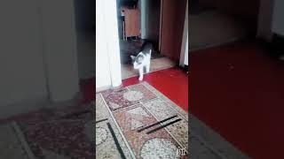 Танцы котов