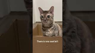 I love the Gumbus train! #cat #entertaininganimals #funnyanimal #catsofyoutube #funnycat