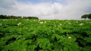 Potato Farm Scarcroft