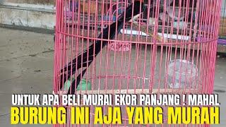 UNTUK APA BELI MURAI BATU EKOR PANJANG ! MAHAL ! BURUNG INI AJA YANG MURAH