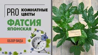 Фатсия японская или аралия - растение ладошка | Как правильно ухаживать