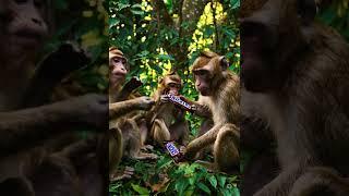Monkeys and Snickers Adventure | Jungle Mischief Meets Chocolate Cravings!  #pig #dancesteps