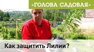 Голова садовая - Как защитить Лилии?