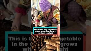 This is the only vegetable in the world that grows without sunlight #delicous #streetfood #youtube