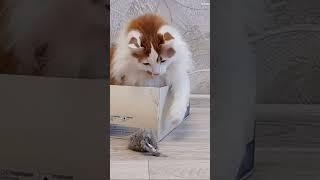 Funny cat Luchik hunts a mouse!