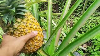 Tunggu Sampek Matang #nanasmanis #buah #bibit #youtube #fruit #pinneapple