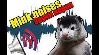 Mink noises l Звуки норок