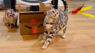 AWESOME CAT chirps! Play time keep away!