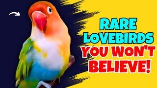 Top 5 RARE Fischer's Lovebird Mutations 