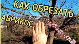 Как обрезать АБРИКОС! ЭТОТ ПРИЕМ влияет на урожайность! Часть 1