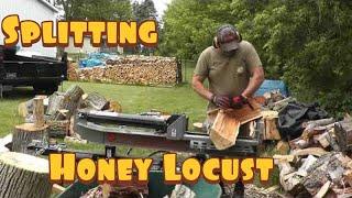 Splitting Honey Locust