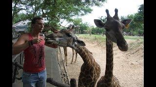 14. Зоопарк Кхао Кхео (Khao Kheow Open Zoo)