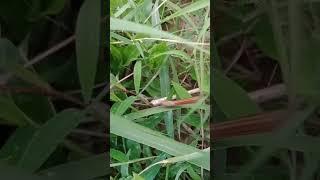 Leechis walking in grass#shorts #animals #viral #youtubeshorts