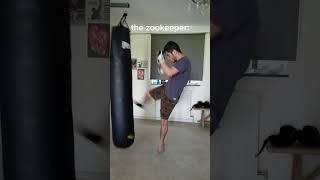  #viral #mma #ufc #boxing #funny #shortsfeed #short #shorts #gorilla #zookeeper  #mixedmartialarts