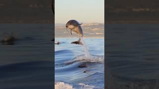 dolphin jumping #youtube