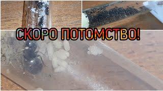 Муравьи lasius niger с нуля #2 первые коконы и конец эксперемента.