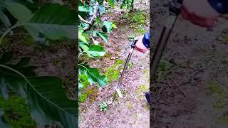 alat pertanian kreatif untuk menyiram tanah #shorts