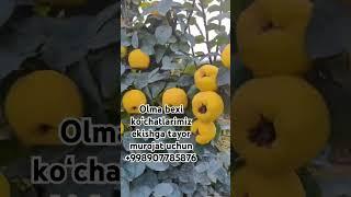 Koʻchatlarimizga zakas olyyappiz #fruit#garden#gardening#rek#top#video