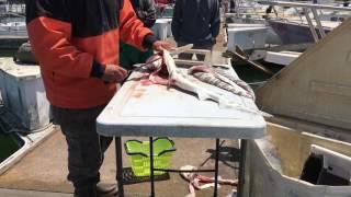 Leopard shark fillet