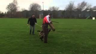 Paris von Hamyar Training pakwerk duitse herder