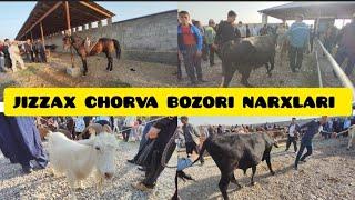 JIZZAX OSIYO MOL QO'Y BOZORI NARXLARI ЖИЗЗАХ ОСИО ЧОРВА НАРХЛАРИ #ozod #жиззах #rek