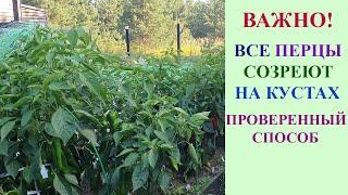 СДЕЛАЙТЕ ТАК И ВСЕ ПЕРЦЫ ВЫЗРЕЮТ НА КУСТАХ.