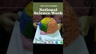 Brain new model in science exhibition easy #Shorts #ujancreations