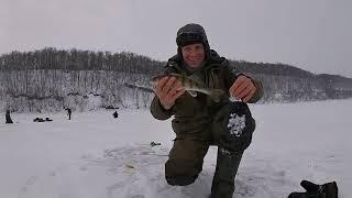 Ловим Берша на мормышку и поставушки с подсадкой тюльки  река Кама. Мормышинг рулит.